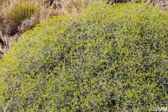 Bupleurum spinosum