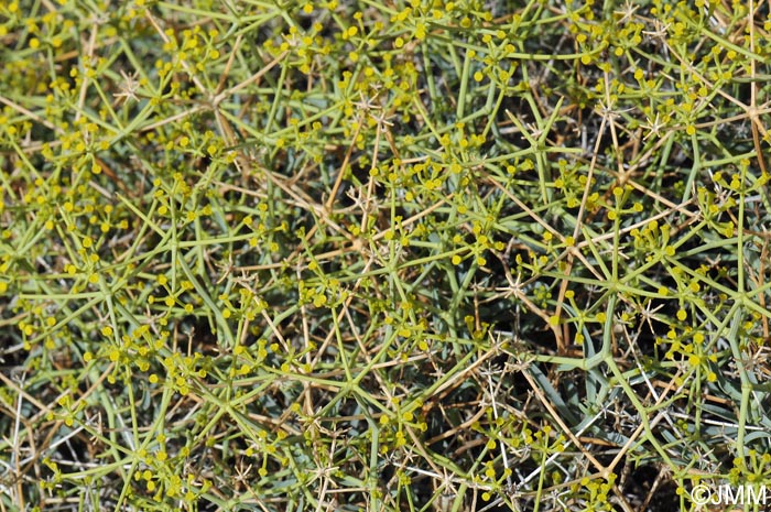 Bupleurum spinosum