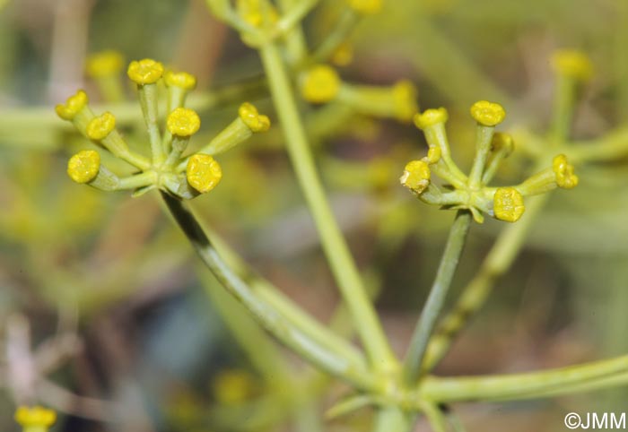 Bupleurum spinosum