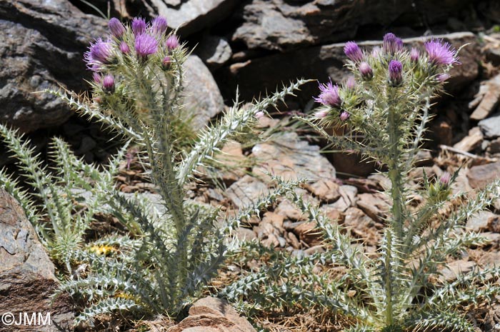 Carduus carlinoides subsp. hispanicus