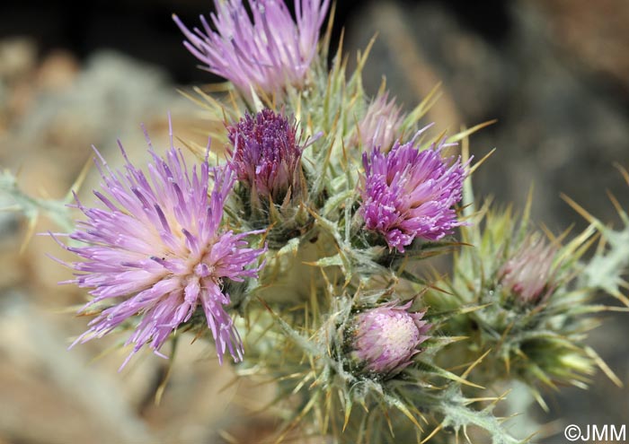 Carduus carlinoides subsp. hispanicus