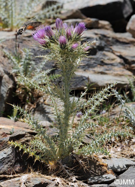 Carduus carlinoides subsp. hispanicus