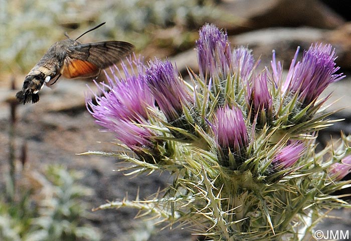 Carduus carlinoides subsp. hispanicus