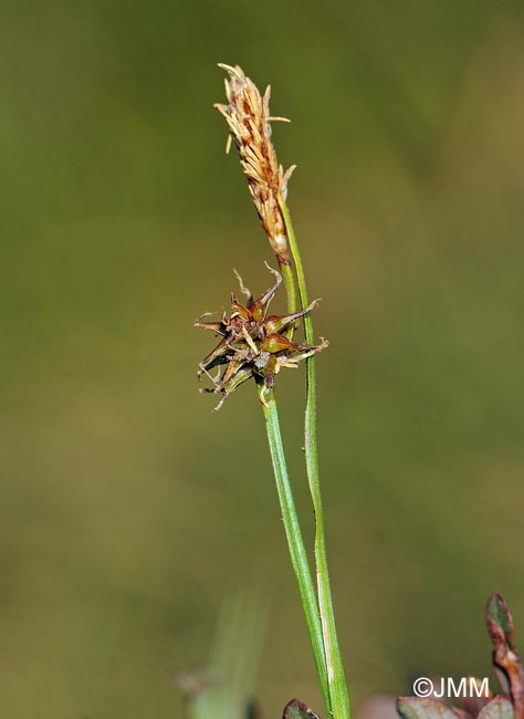 Carex nevadensis