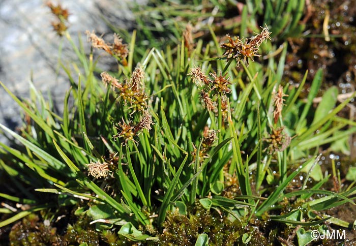 Carex nevadensis