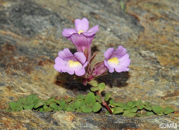 Chaenorrhinum glareosum