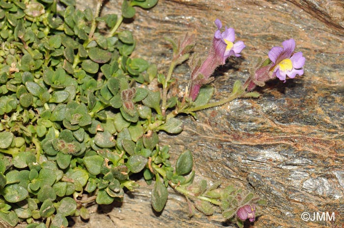 Chaenorrhinum glareosum