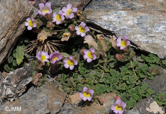 Chaenorrhinum glareosum