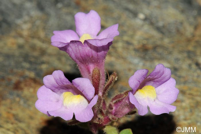 Chaenorrhinum glareosum