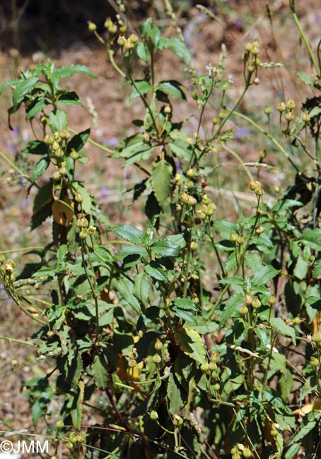 Cistus laurifolius = Cistus laurifolius subsp. laurifolius