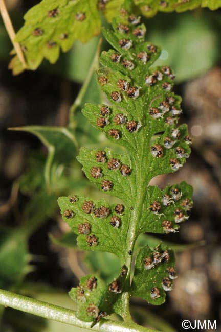 Cystopteris dickieana