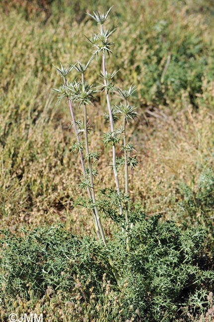 Eryngium bourgatii