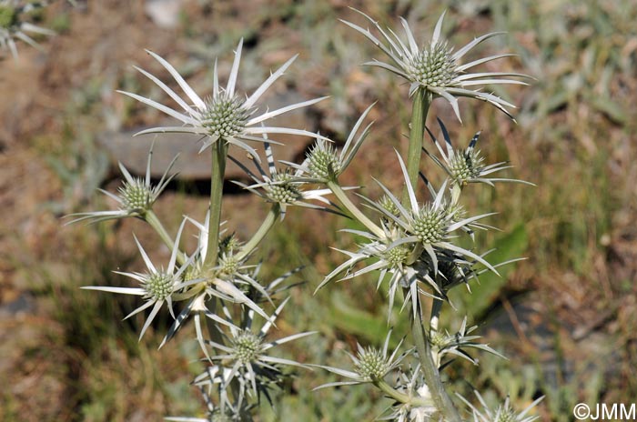 Eryngium bourgatii