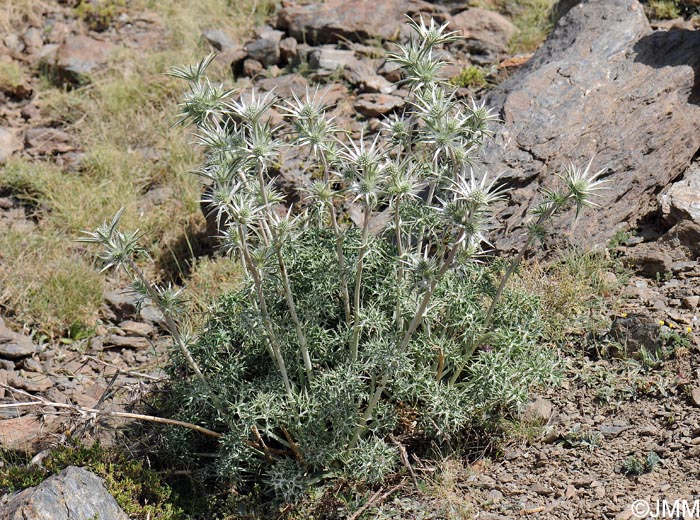 Eryngium bourgatii