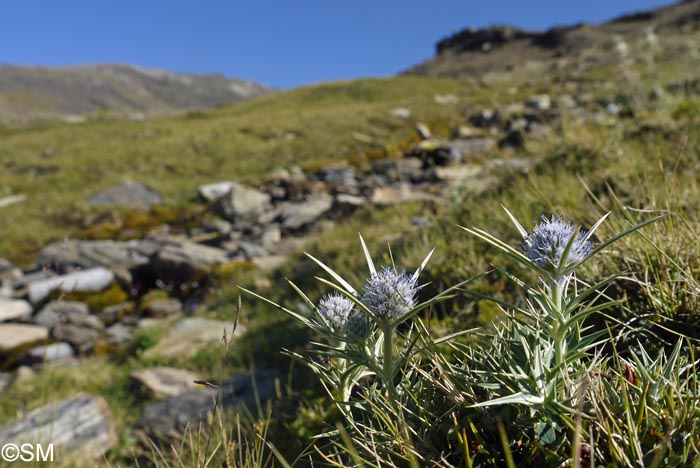 Eryngium glaciale