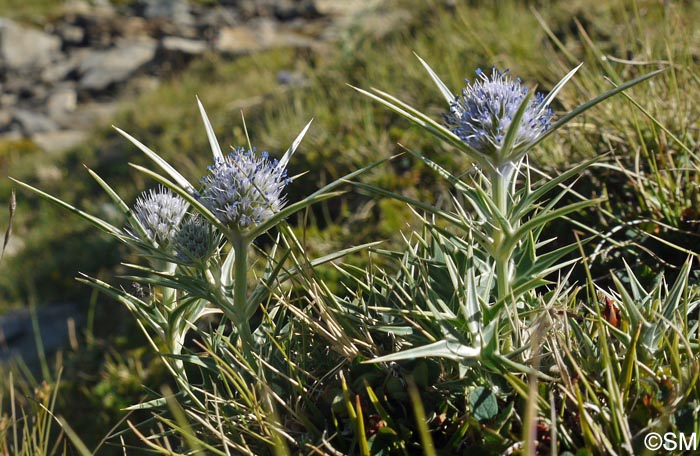 Eryngium glaciale