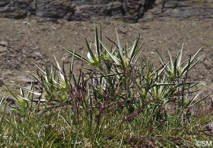 Eryngium glaciale