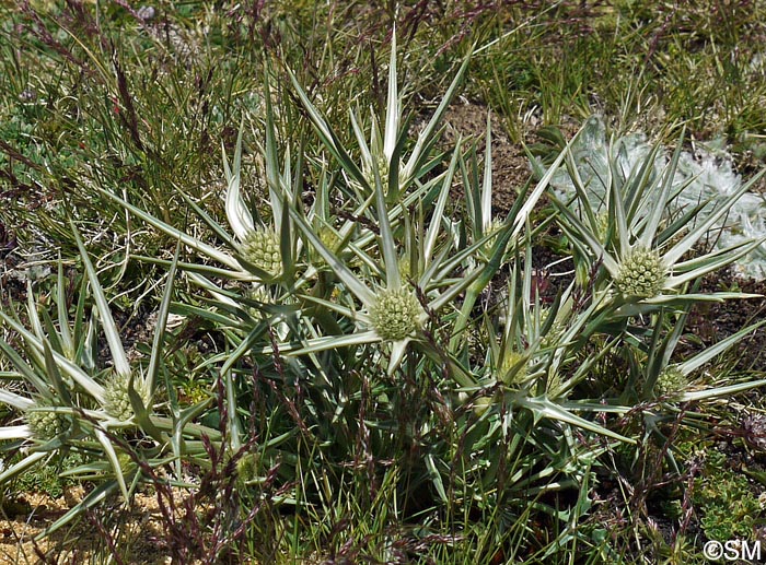 Eryngium glaciale & Plantago nivalis