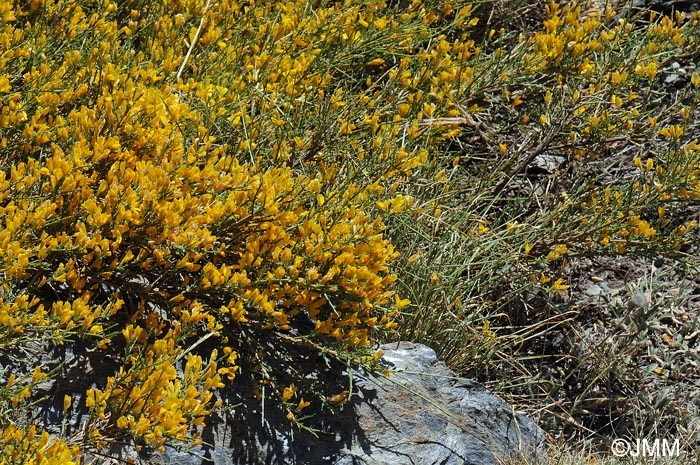 Genista versicolor