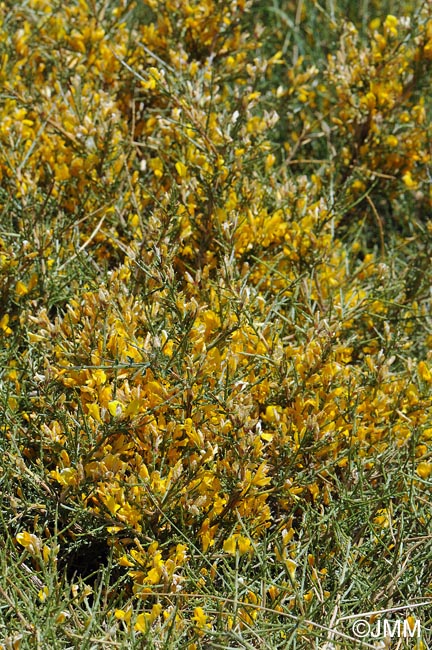 Genista versicolor