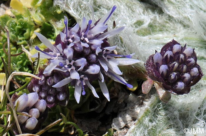 Jasione amethystina