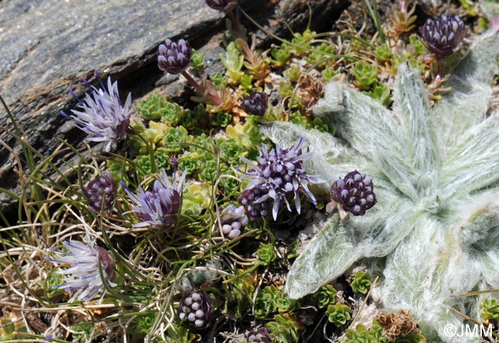 Plantago nivalis & Jasione amethystina