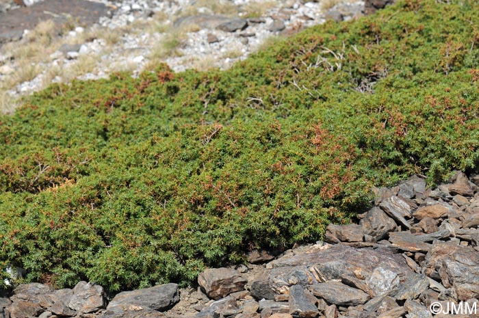 Juniperus communis subsp. hemisphaerica