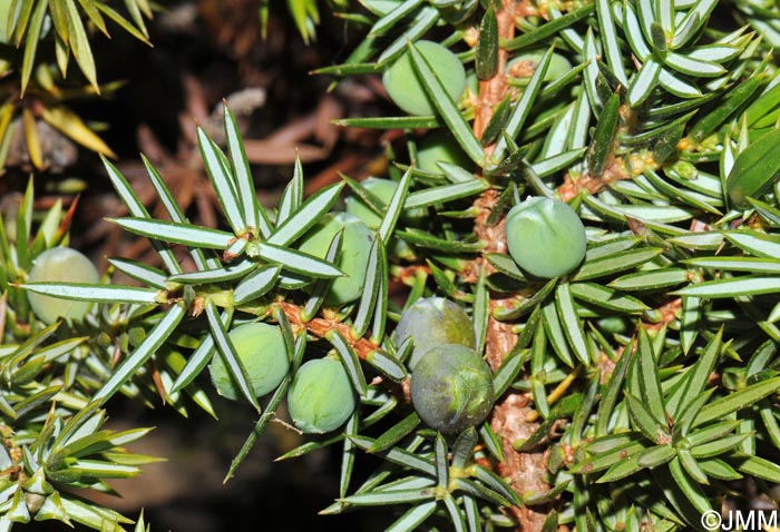 Juniperus communis subsp. hemisphaerica