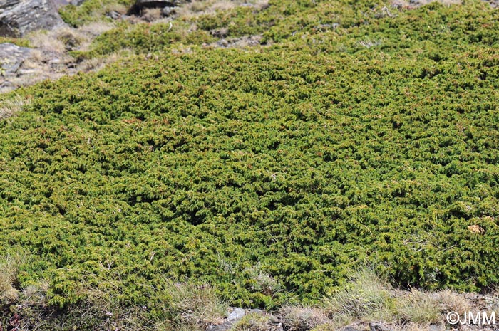 Juniperus communis subsp. hemisphaerica