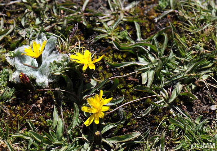 Leontodon microcephalus & Plantago nivalis