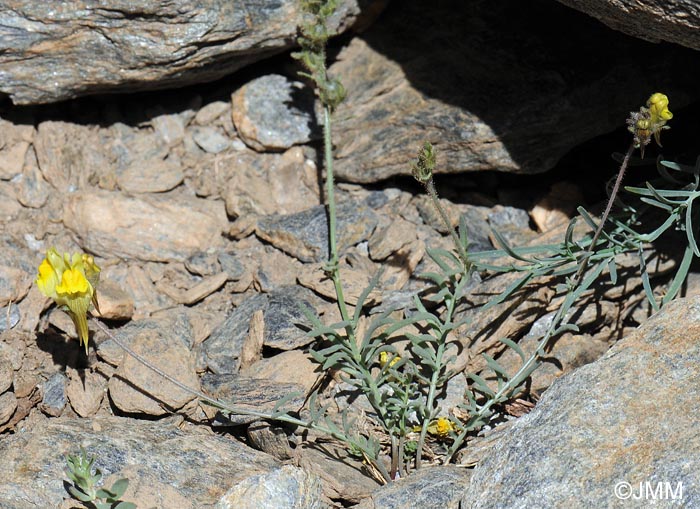 Linaria aeruginea subsp. nevadensis