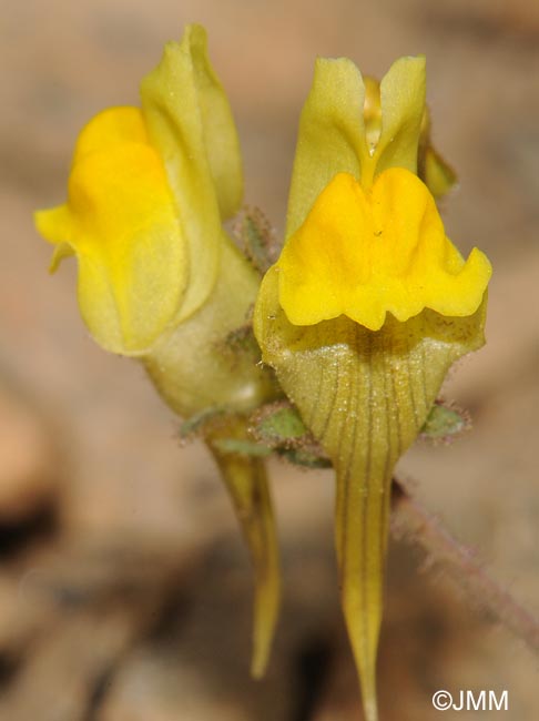 Linaria aeruginea subsp. nevadensis