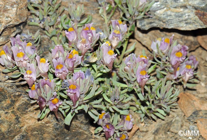 Linaria glacialis