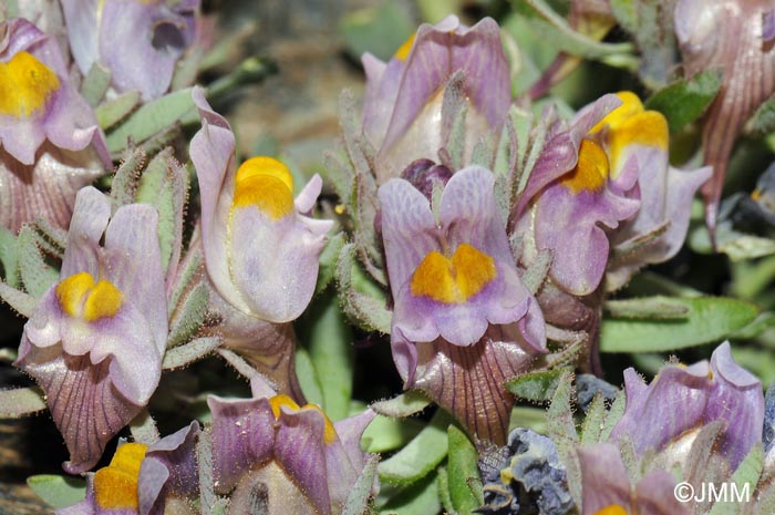 Linaria glacialis