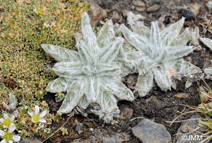 Arenaria imbricata & Plantago nivalis