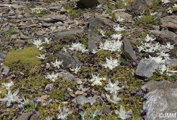 Plantago nivalis