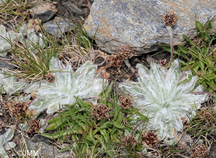 Plantago nivalis