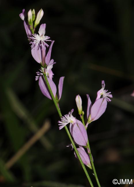 Polygala boissieri