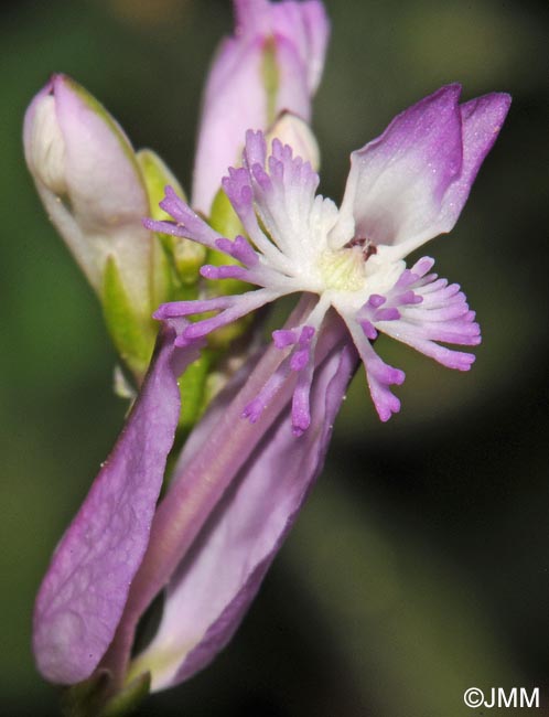 Polygala boissieri