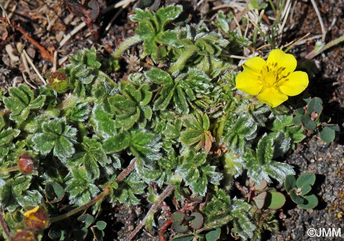 Potentilla nevadensis