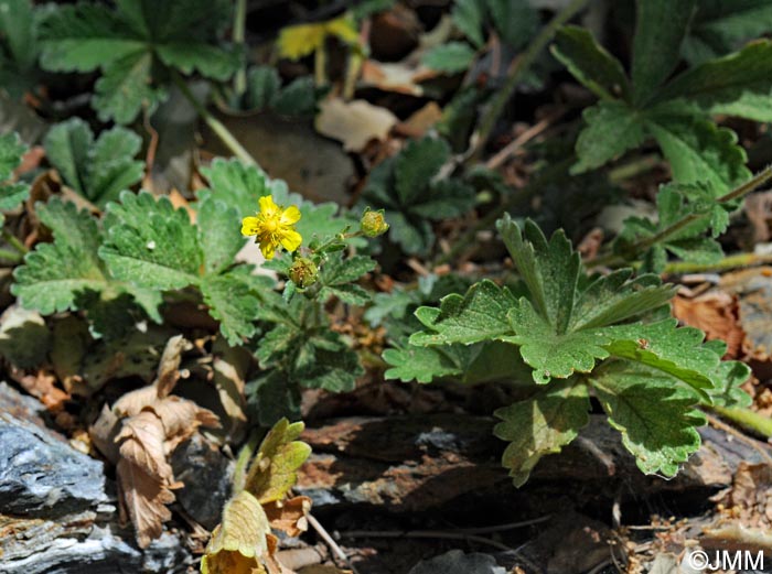 Potentilla nevadensis