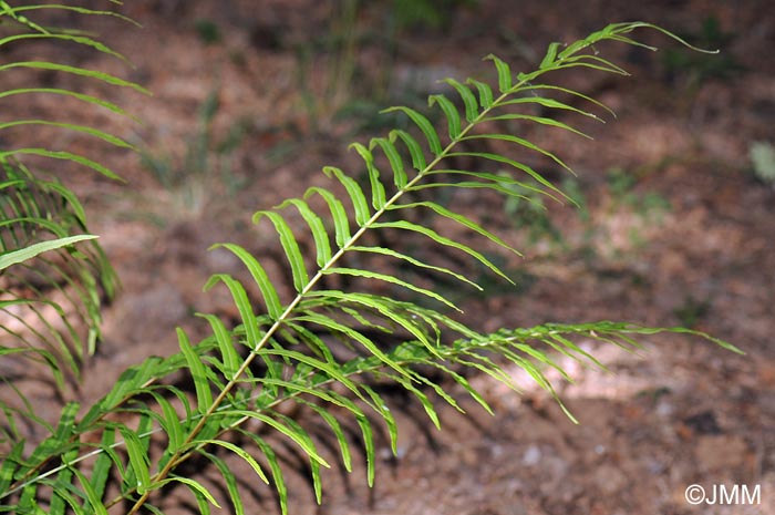 Pteris vittata