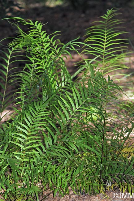 Pteris vittata