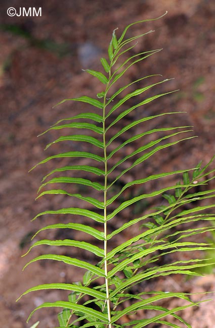 Pteris vittata