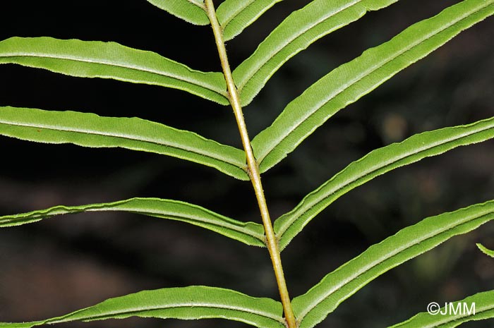 Pteris vittata