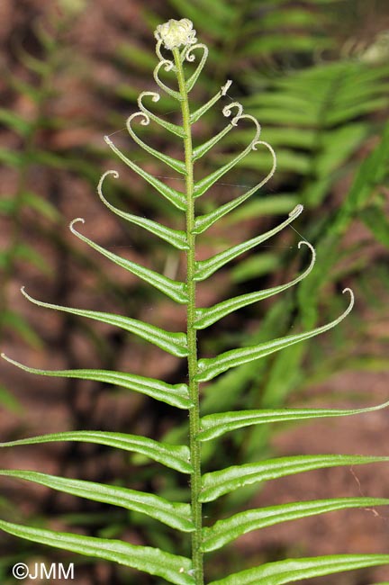 Pteris vittata