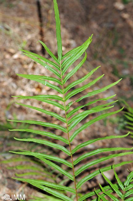 Pteris vittata