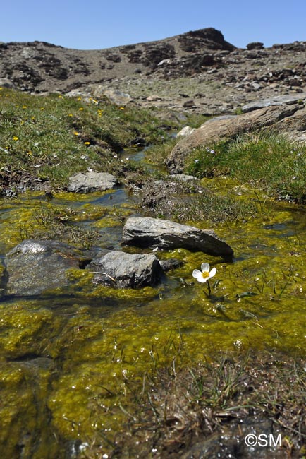 Ranunculus acetosellifolius