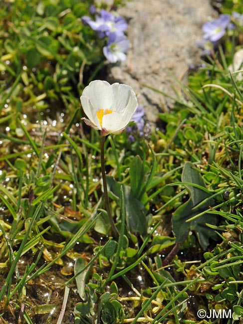 Ranunculus acetosellifolius