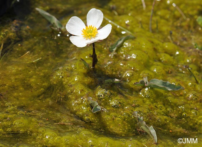 Ranunculus acetosellifolius